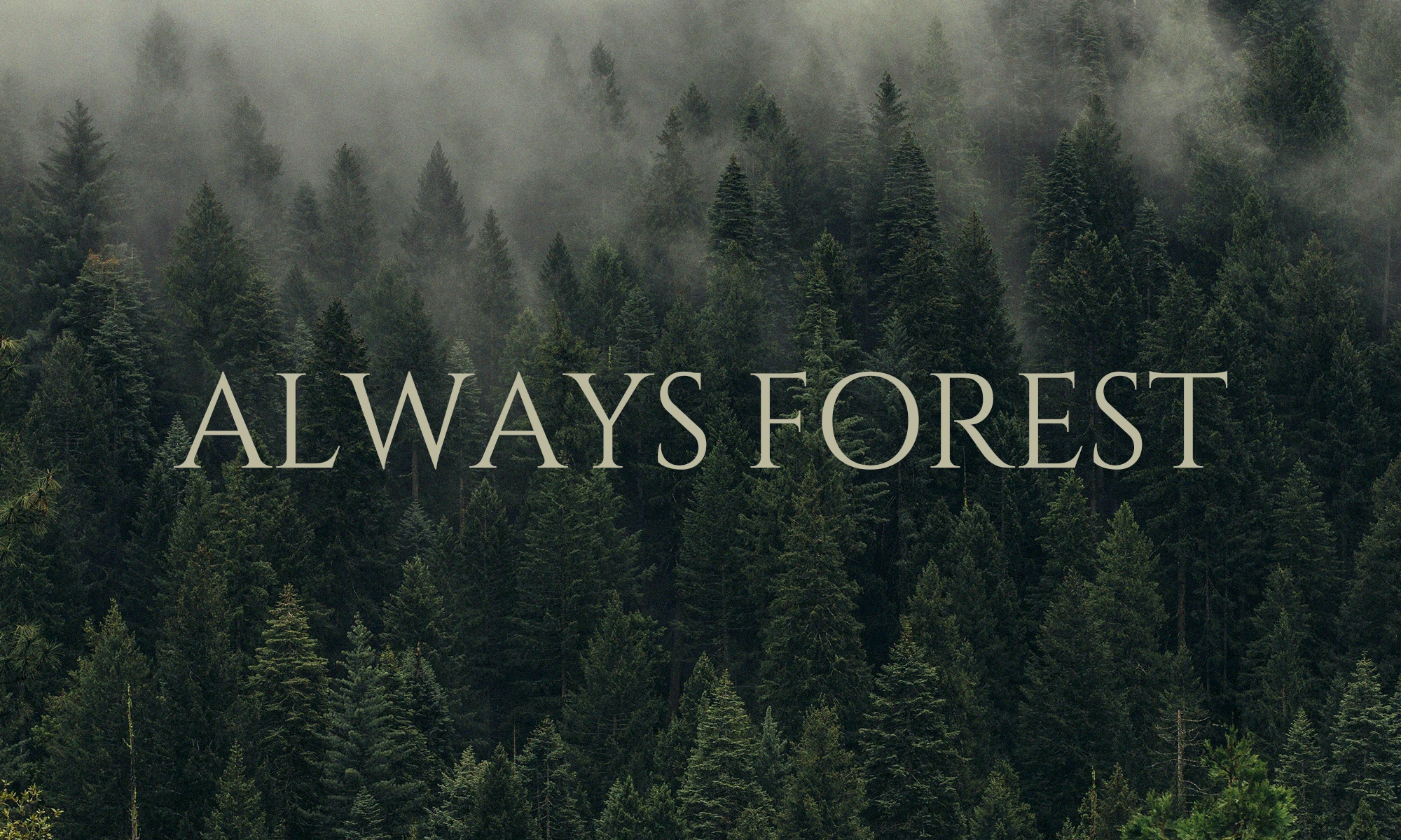 Hollys Coffee Always Forest Set — 1